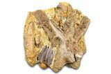 Sandstone with Hadrosaur Teeth, Tendons & Bones - Wyoming #377656-2
